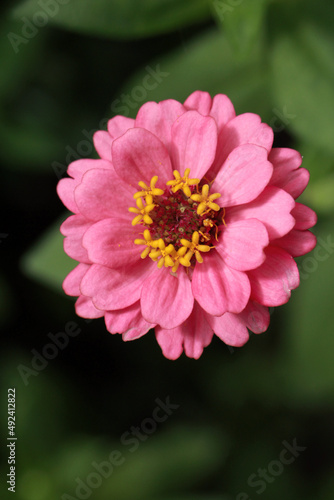 single pink zinnia flower closed up,macro shot of zinnia flower © Pusit