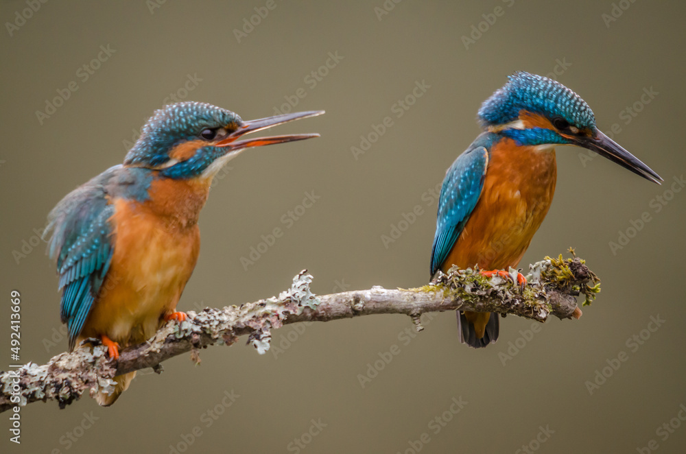 Young Kingfisher Pair perched on a twig