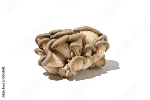 oyster mushroom on white background