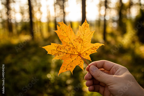 hand holding yellow maple leaf