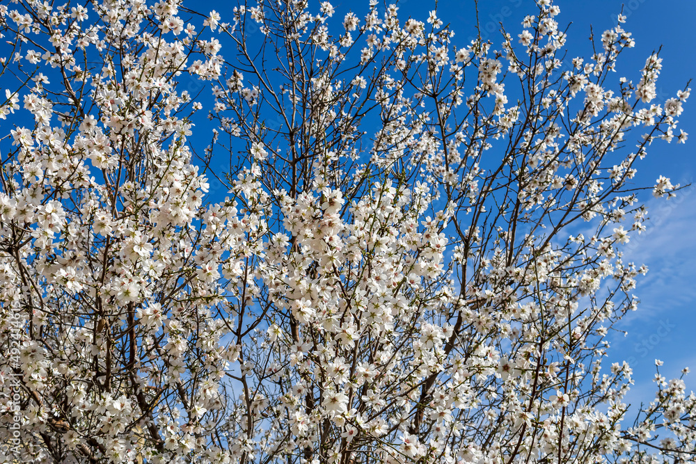 Blossoming white almond branches in front of blue sky Blossoming white almond branches in front of blue sky