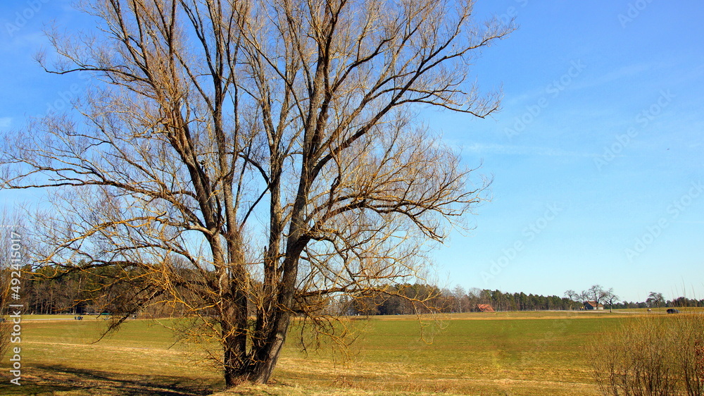 Fototapeta premium sonniger Schwarzwald bei Zavelstein mit großem Baum und Wald und Wiesen unter blauem Himmel