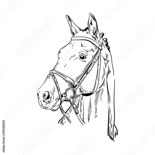 illustration animal pet horse black and white