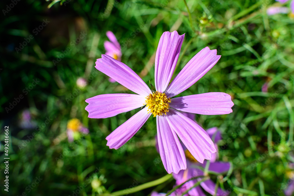 Fototapeta premium One delicate vivid pink flower of Cosmos plant in a cottage style garden in a sunny summer day, beautiful outdoor floral background photographed with soft focus