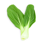 Bok choy leaf (chinese cabbage) isolated on white background. Top view
