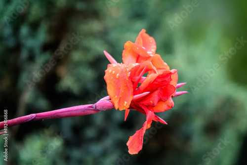 Red flowers of Canna indica, commonly known as Indian shot, African arrowroot, edible canna, purple arrowroot or Sierra Leone arrowroot, in soft focus, in a garden in a sunny summer day. photo