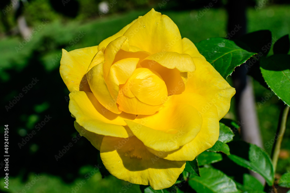 Close up of one large and delicate vivid yellow rose in full bloom in a summer garden, in direct sunlight, with blurred green leaves in the background. Close up of one large and delicate vivid yellow rose in full bloom in a summer garden, in direct sunlight, with blurred green leaves in the background.