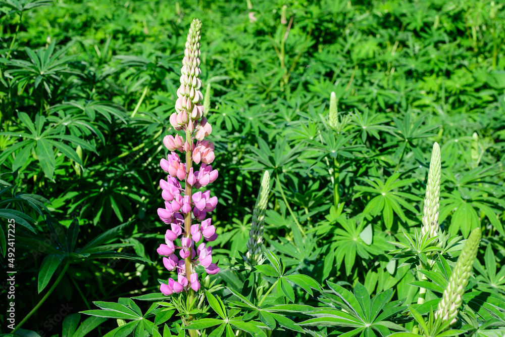 Fototapeta premium Close up of pink flowers of Lupinus, commonly known as lupin or lupine, in full bloom and green grass in a sunny spring garden, beautiful outdoor floral background photographed with soft focus.
