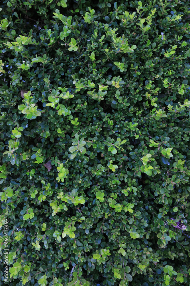 Leaf Background 
