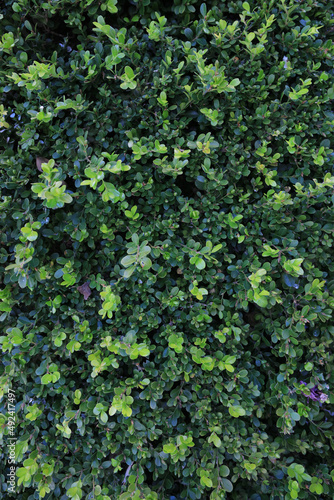 Wallpaper Mural Leaf Background  Torontodigital.ca
