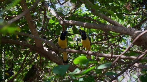 Green Jay Birds Cyanocorax yncas Perched on Tree Branch photo