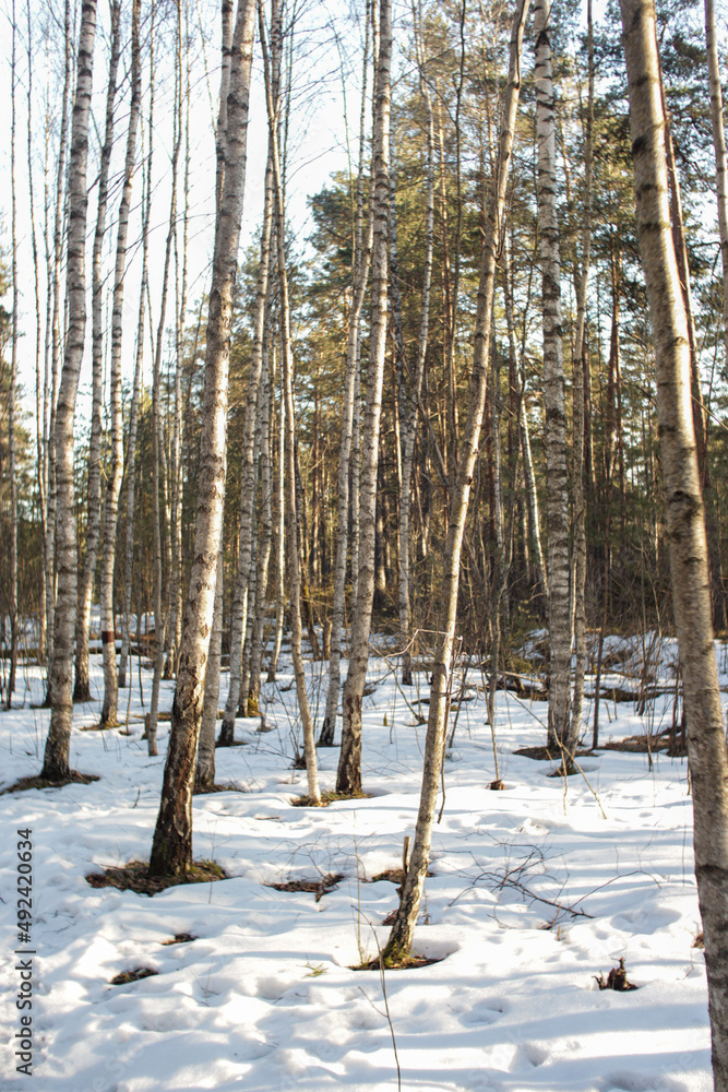 Fototapeta premium Walk in forest, trees, river, early spring, snow, sun