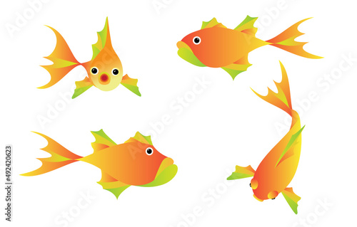 Fish / goldfish  swimming  - above, side and front views
