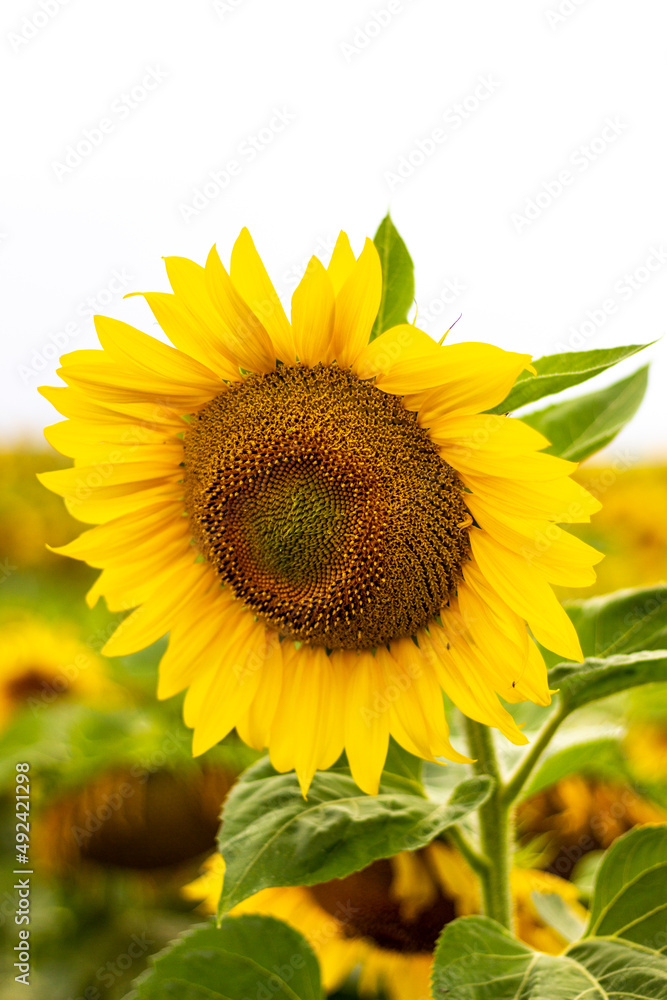 Fototapeta premium Close-up of a blooming sunflower