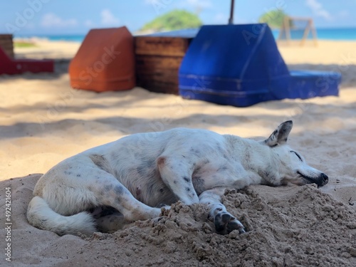 dog sleeping on the beach