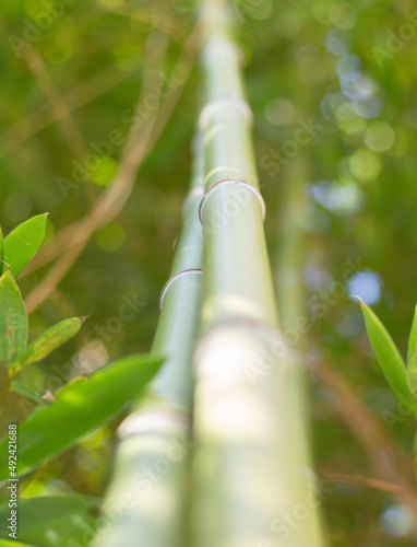 Tige de bambou en macro 