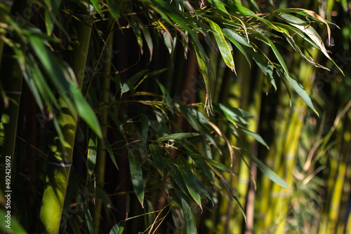 Feuilles de bambou en macro