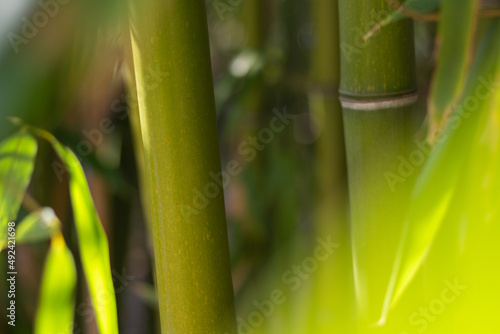 Tiges de bambou vue de près. 