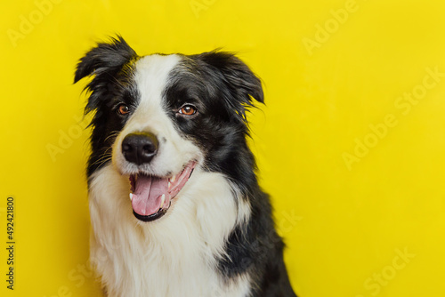 Cute puppy dog border collie with funny face isolated on yellow background. Cute pet dog. Pet animal life concept © Юлия Завалишина