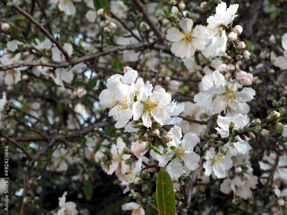 Blossoming apple tree branches, large white flowers