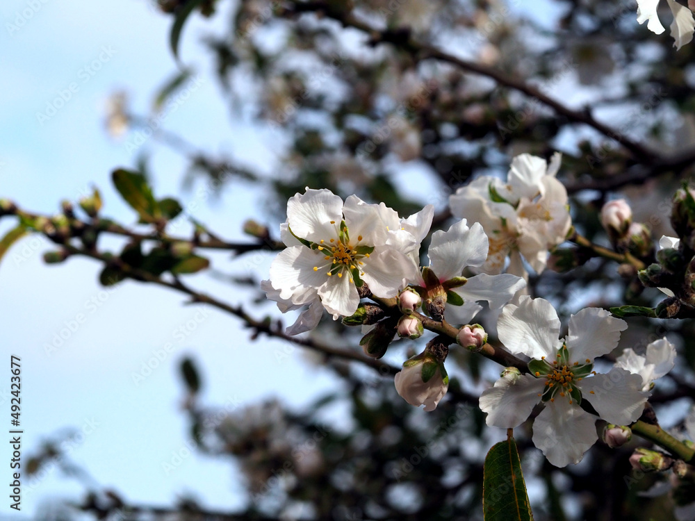 Blooming sakura, cherry, almond, apricot with large white flowers. Close-up. Selective focus