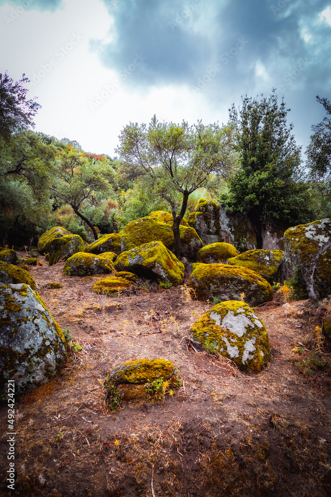 Fototapeta premium autumn in the forest
