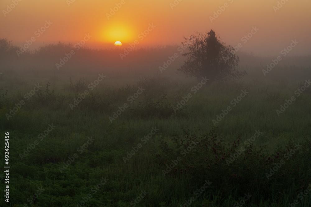 Foggy dawn and a lonely tree in the spring steppe. Rostov on Don.
