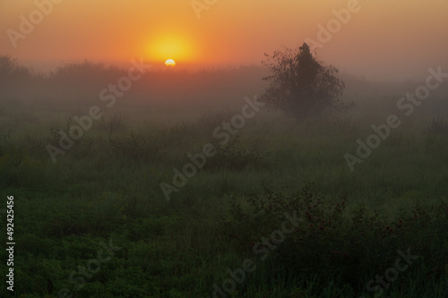 Foggy dawn and a lonely tree in the spring steppe. Rostov on Don.