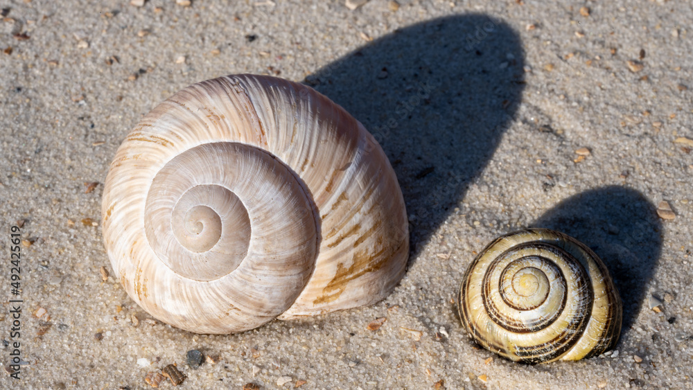 Two snails, one brownish and one black and yellow colored, in the sand of a beach