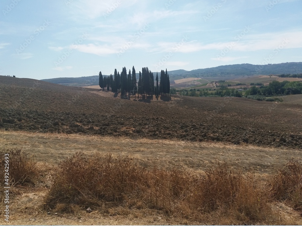 tuscany cypresses