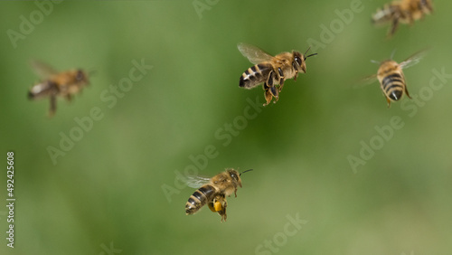 Honigbienen auf dem Heimflug photo