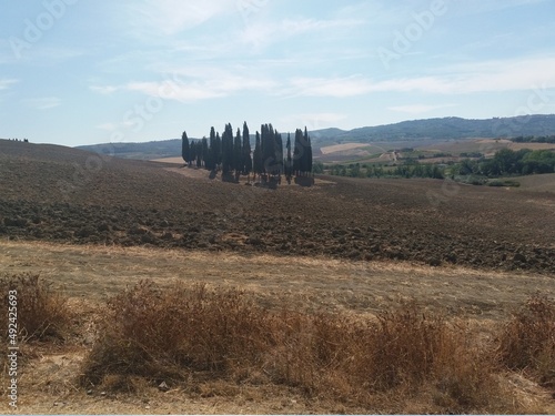 Obraz na płótnie tuscany cypresses w salonie