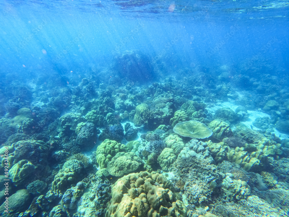 Obraz premium Coral reefs and school of fishes in koh Surin island, Thailand, the famous location for freedriving and snorkeling