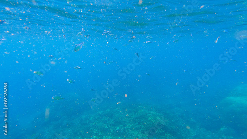 Snorkeling underwater experience with Coral reefs and schools of colorful coral fish in Surin islands national park, Phang Nga, Thailand