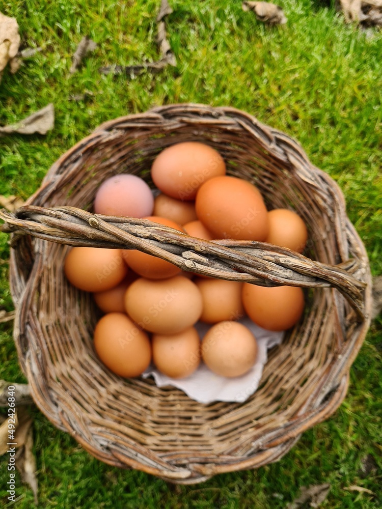 eggs in a basket