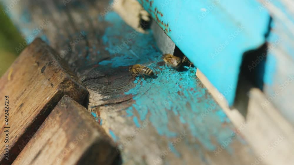 Bees fly into the hive, close-up. Bees flying into the hole of the hive after pollen collection. Honey agriculture concept Bees fly into the hive, close-up. Bees flying into the hole of the hive after pollen collection. Honey agriculture concept