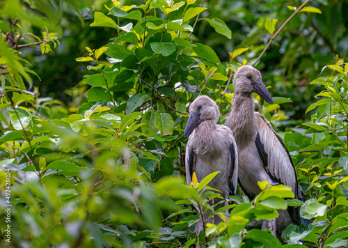 A pair of Open bill Heron juvenile © YK