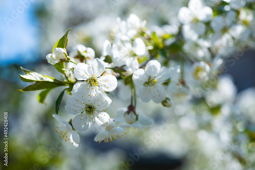 white flowers of blooming apricot branch in spring © be free
