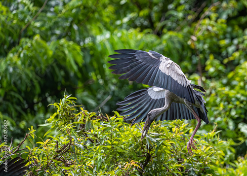A Open bill Heron landing on a tree © YK