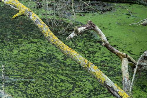 Arbol seco codo en un rio repleto de musgo 