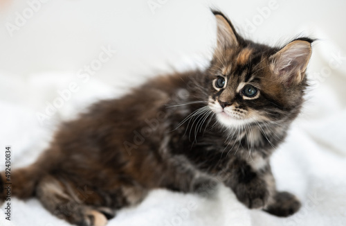 Portrait of Maine Coon kittens on a white background. © Сергей Петросянц