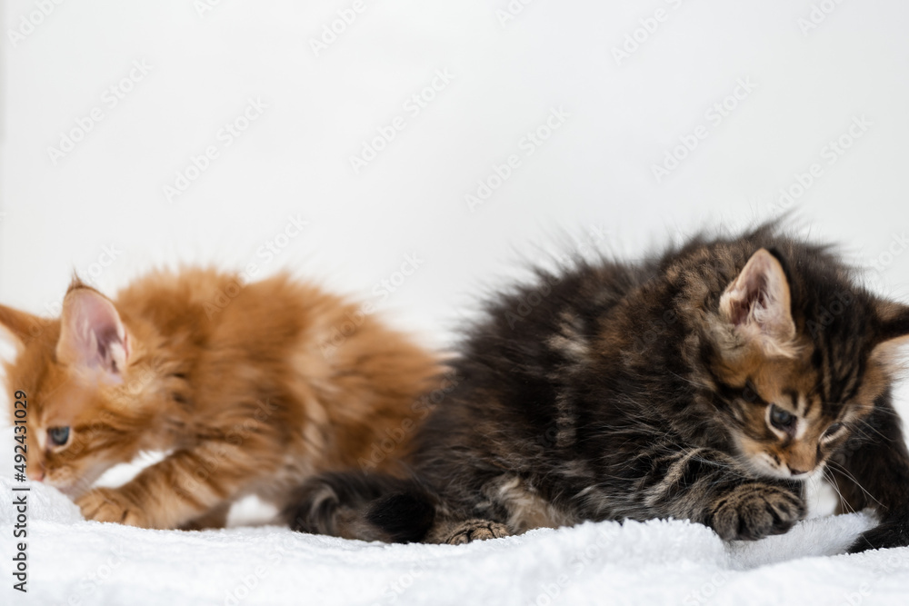 Portrait of Maine Coon kittens on a white background.