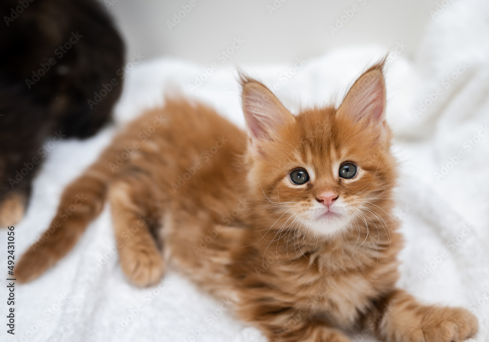 Portrait of Maine Coon kittens on a white background.