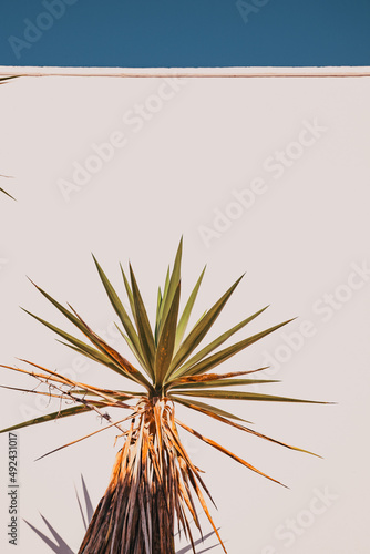 palm tree on white wall background