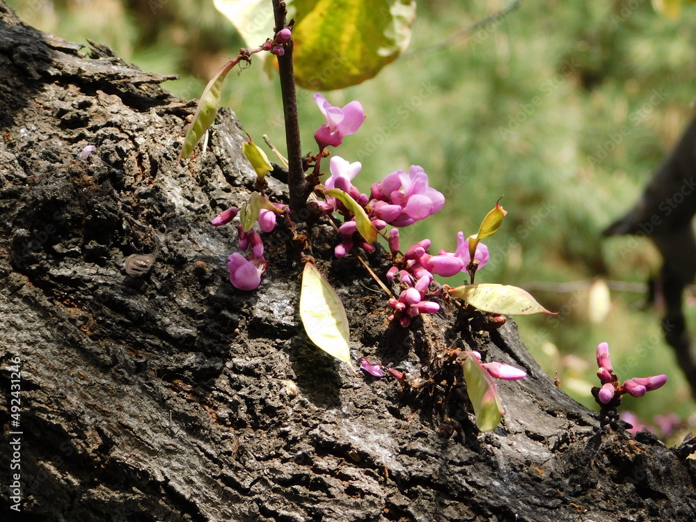 Flowers sprouting from the trunk of a Judas tree, or Cercis siliquastrum Flowers sprouting from the trunk of a Judas tree, or Cercis siliquastrum