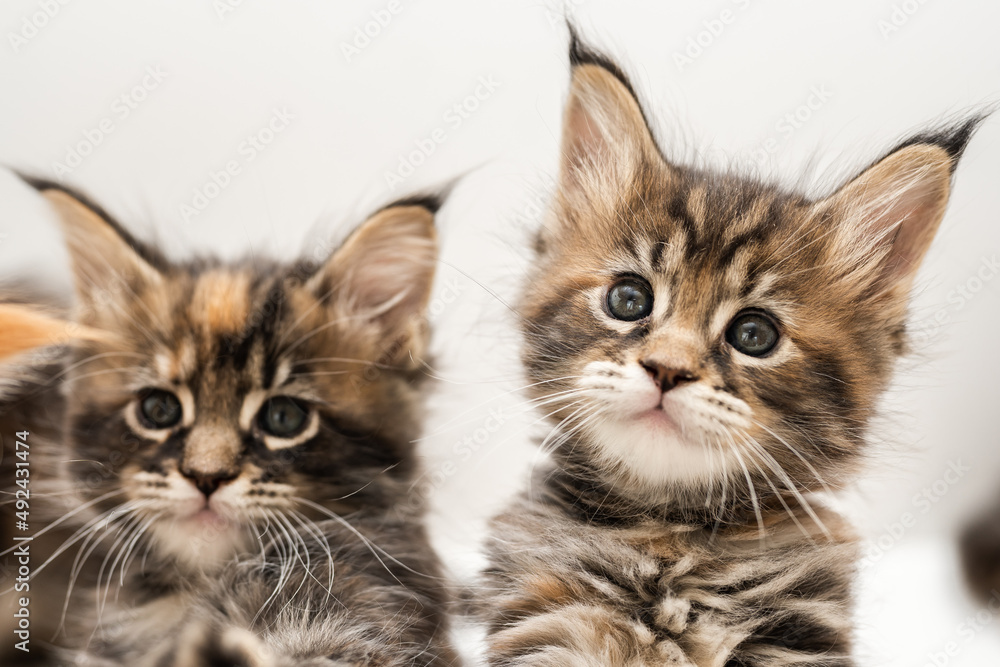 Portrait of Maine Coon kittens on a white background. Portrait of Maine Coon kittens on a white background.