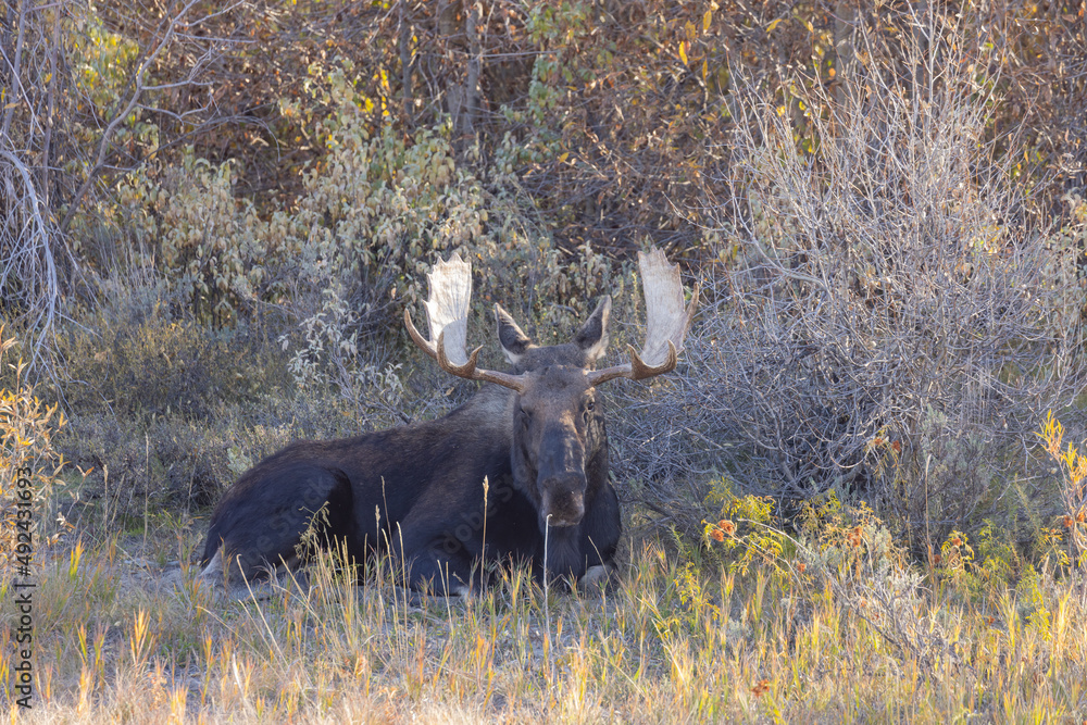 Bull Shiras Moose in Grand Teton National Park Wyoming in Autumn Bull Shiras Moose in Grand Teton National Park Wyoming in Autumn