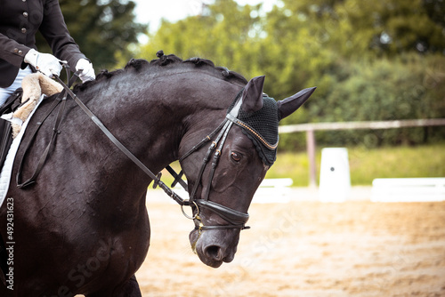 schwarzes Pferd auf dem Turnier in einer Dressurprüfung photo