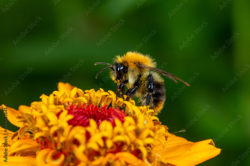 Bumblebee collecting nectar from red zinnia flower macro photography on a summer day. A bee sucking nectar from a flower with red petals closeup photo in summertime. Bumblebee collecting nectar from red zinnia flower macro photography on a summer day. A bee sucking nectar from a flower with red petals closeup photo in summertime.
