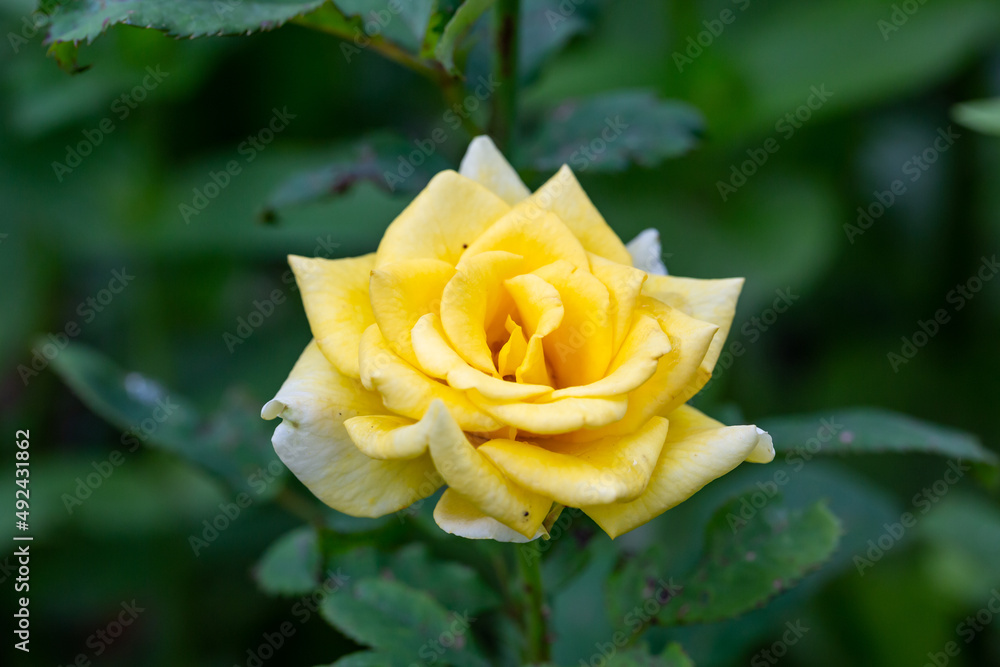 Blooming yellow rose flower macro photography on a sunny summer day. Garden rose with yellow petals close-up photo in the summertime. Orange rosa floral background Blooming yellow rose flower macro photography on a sunny summer day. Garden rose with yellow petals close-up photo in the summertime. Orange rosa floral background